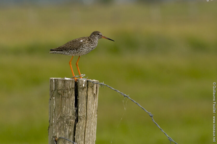 Common Redshank