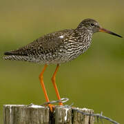 Common Redshank