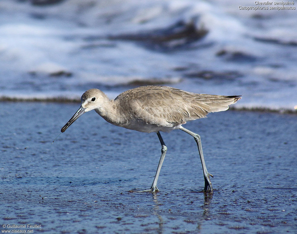 Willet