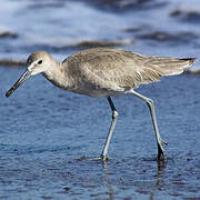 Willet