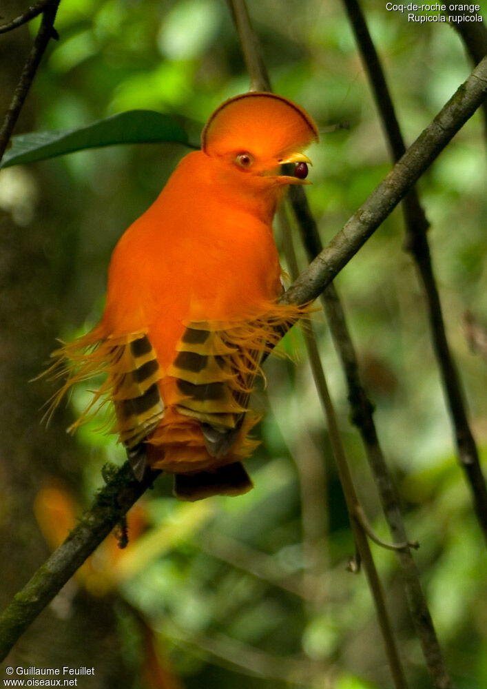 Coq-de-roche orange