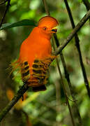 Guianan Cock-of-the-rock