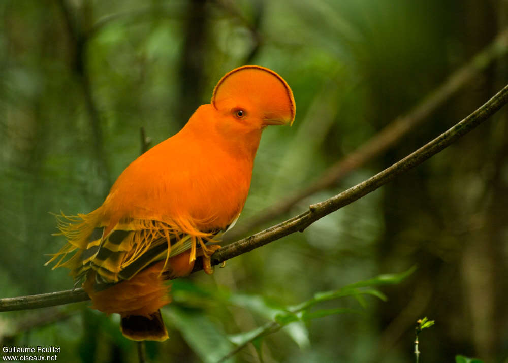 Guianan Cock-of-the-rock male adult breeding, identification