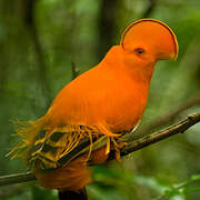 Guianan Cock-of-the-rock