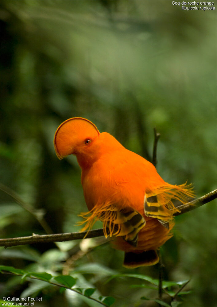 Coq-de-roche orange mâle