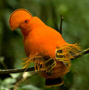 Guianan Cock-of-the-rock