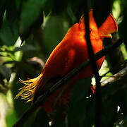 Guianan Cock-of-the-rock