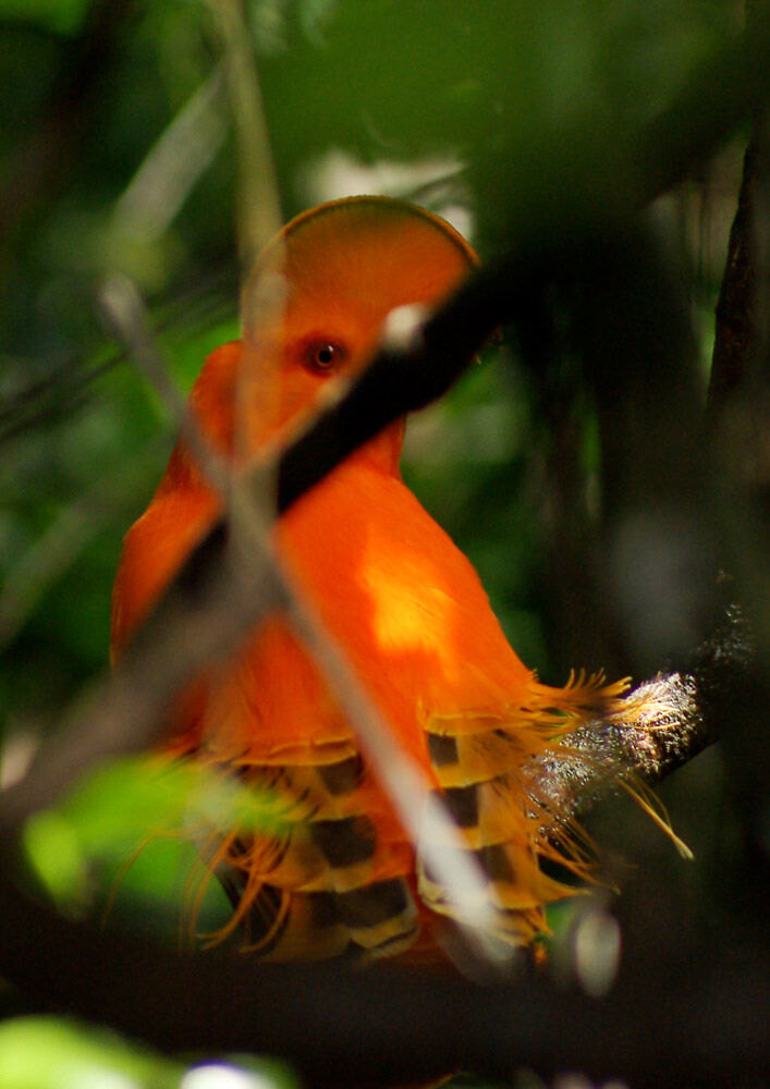 Coq-de-roche orange