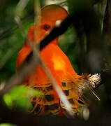 Guianan Cock-of-the-rock