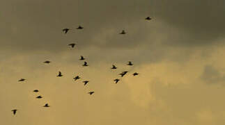 Hudsonian Whimbrel