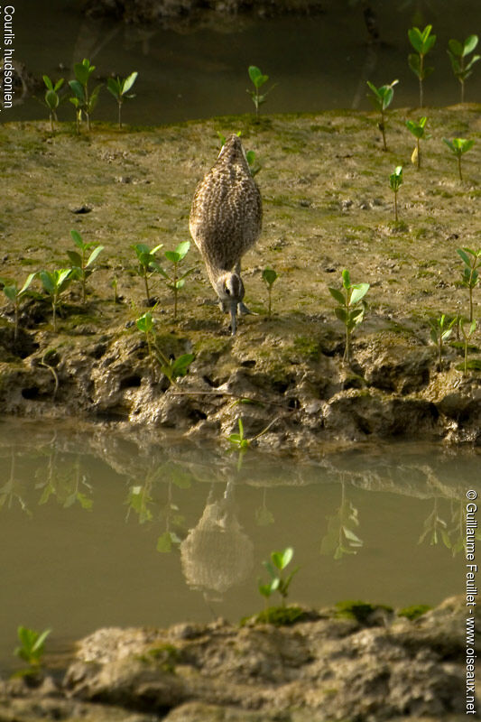 Hudsonian Whimbrel