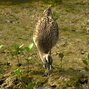 Hudsonian Whimbrel