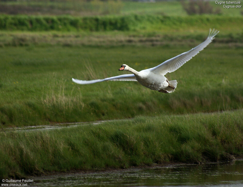 Mute Swan