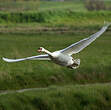 Cygne tuberculé