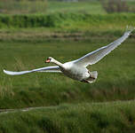 Cygne tuberculé