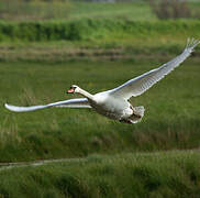 Mute Swan