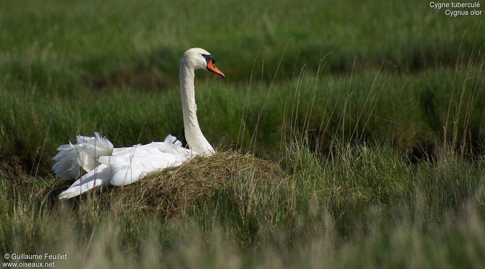 Cygne tuberculé