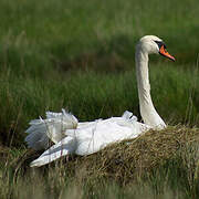 Cygne tuberculé