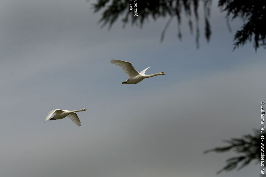 Cygne tuberculé