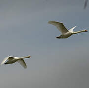 Cygne tuberculé