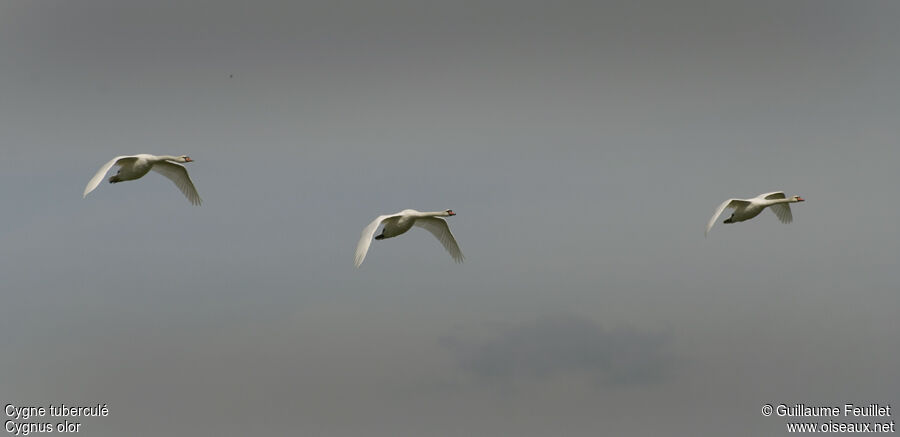 Cygne tuberculé