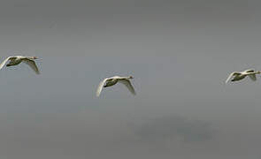 Mute Swan