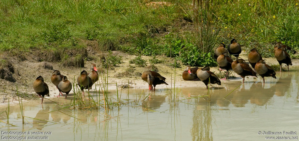 Black-bellied Whistling Duck