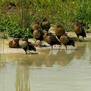 Black-bellied Whistling Duck