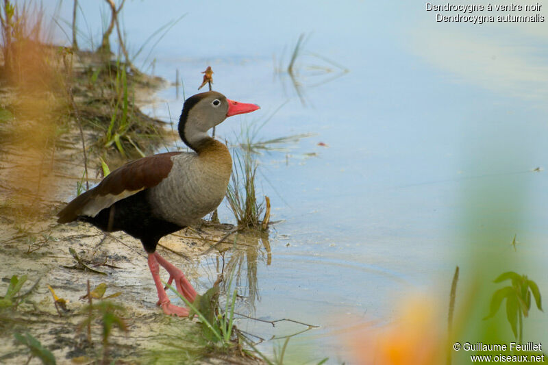 Dendrocygne à ventre noir, identification