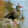 Dendrocygne à ventre noir