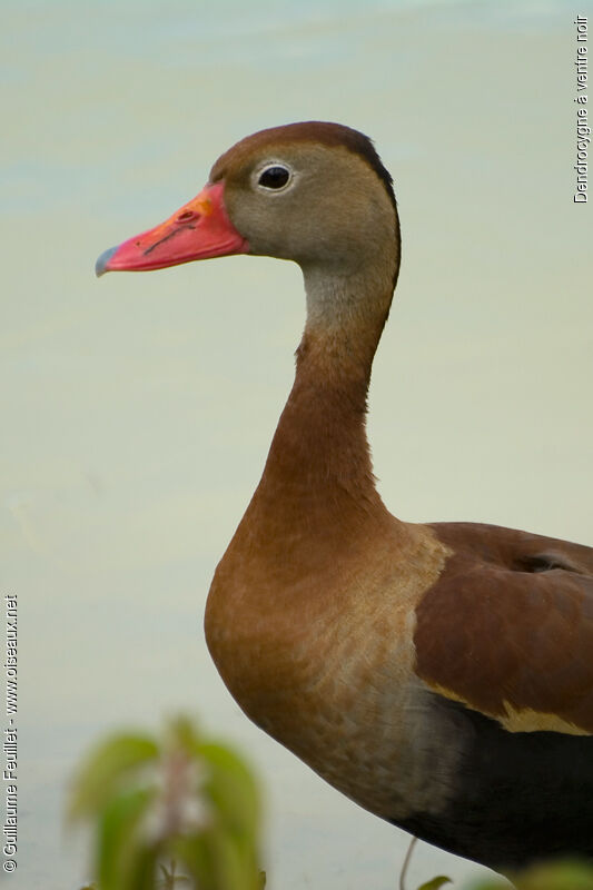 Black-bellied Whistling Duck