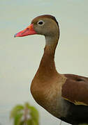 Dendrocygne à ventre noir