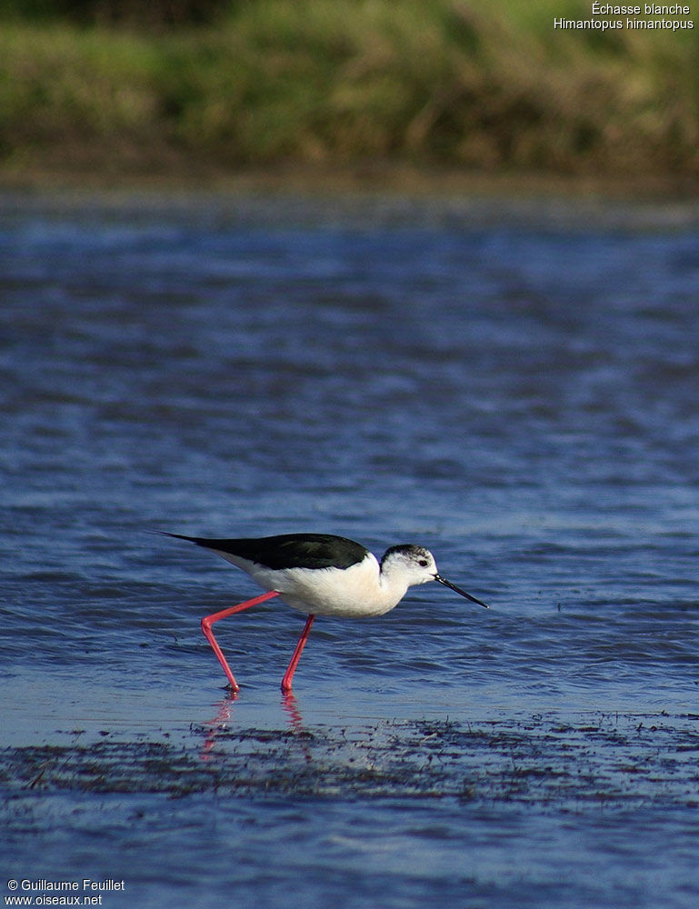 Échasse blanche