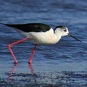 Black-winged Stilt