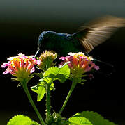 Blue-tailed Emerald