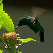 Blue-tailed Emerald