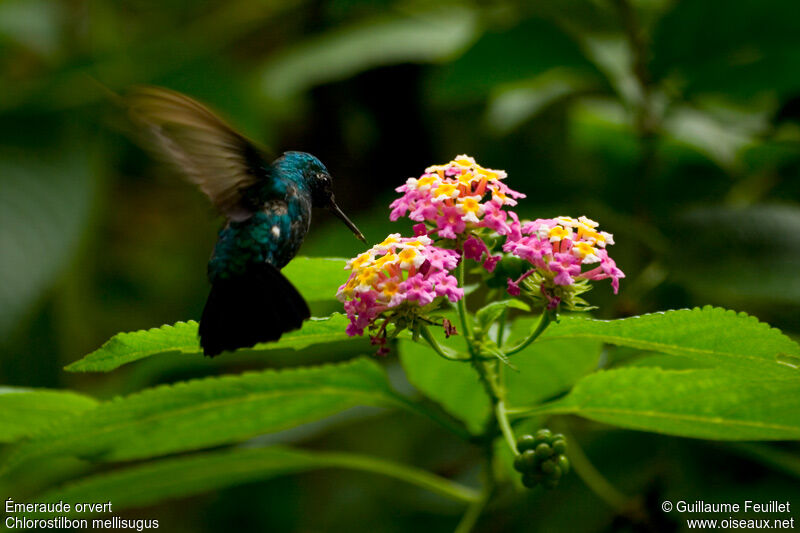 Blue-tailed Emerald