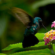 Blue-tailed Emerald