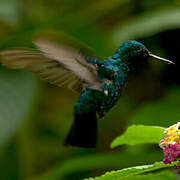 Blue-tailed Emerald