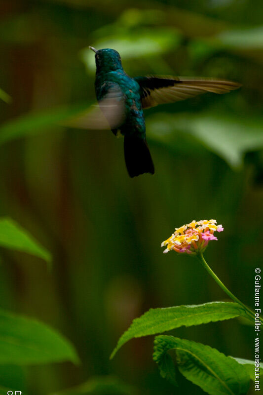 Blue-tailed Emerald