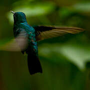 Blue-tailed Emerald