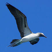 Blue-footed Booby