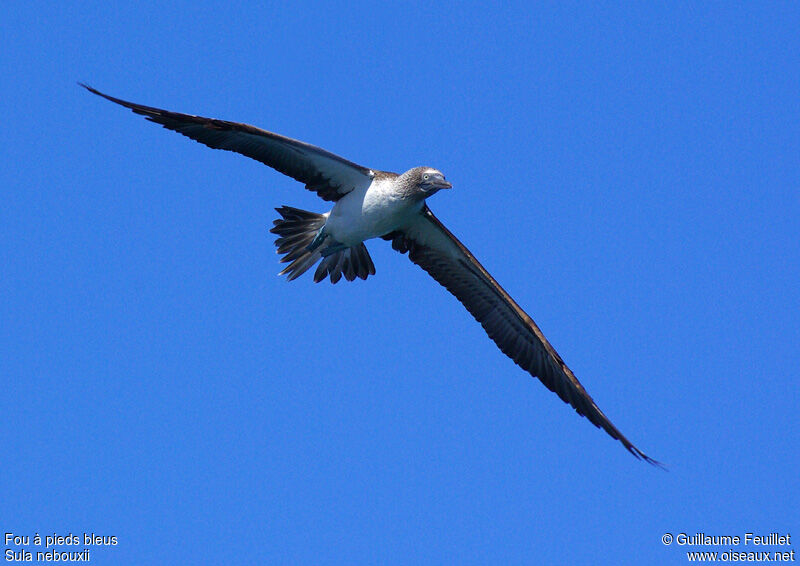 Fou à pieds bleus