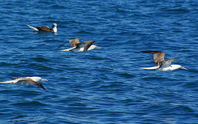 Blue-footed Booby