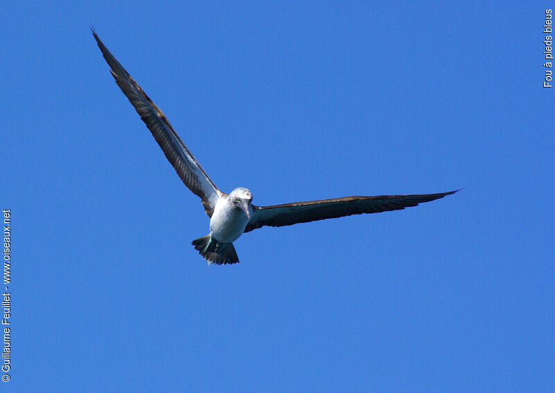 Blue-footed Booby