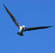 Blue-footed Booby