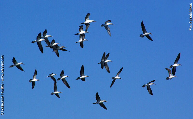 Blue-footed Booby