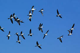 Blue-footed Booby