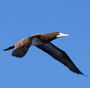 Brown Booby