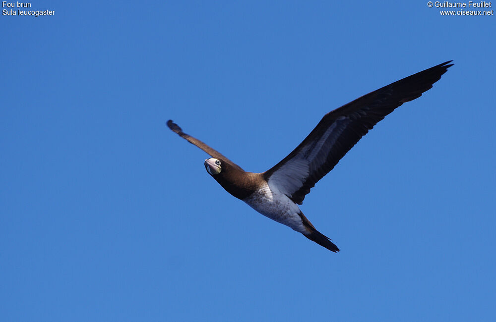 Brown Booby